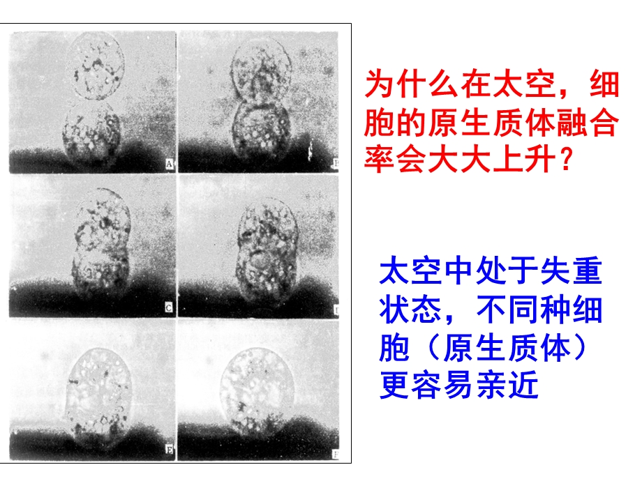 单克隆抗体制备课件.ppt_第3页