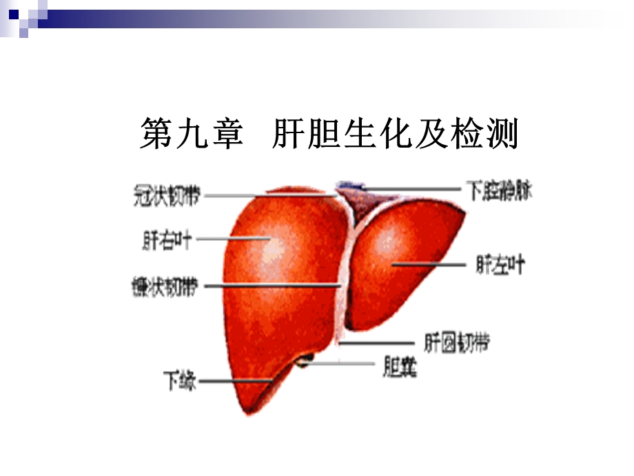 肝胆生化及检测课件.ppt_第1页