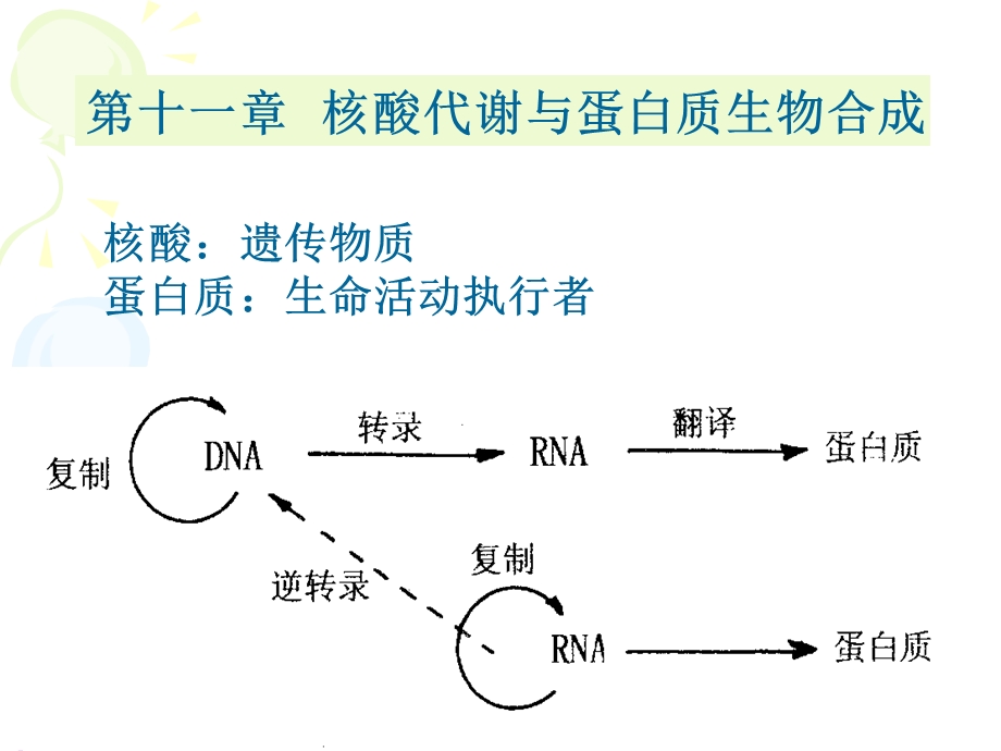 C11核酸代谢与蛋白质生物合成课件.ppt_第1页