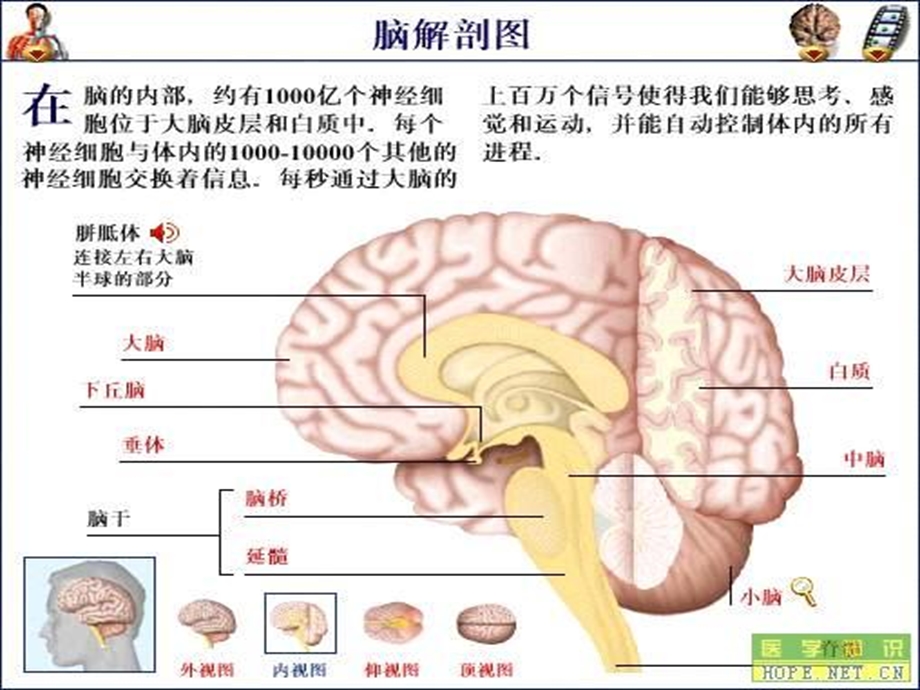 大脑左右半球的功能优势课件.ppt_第3页