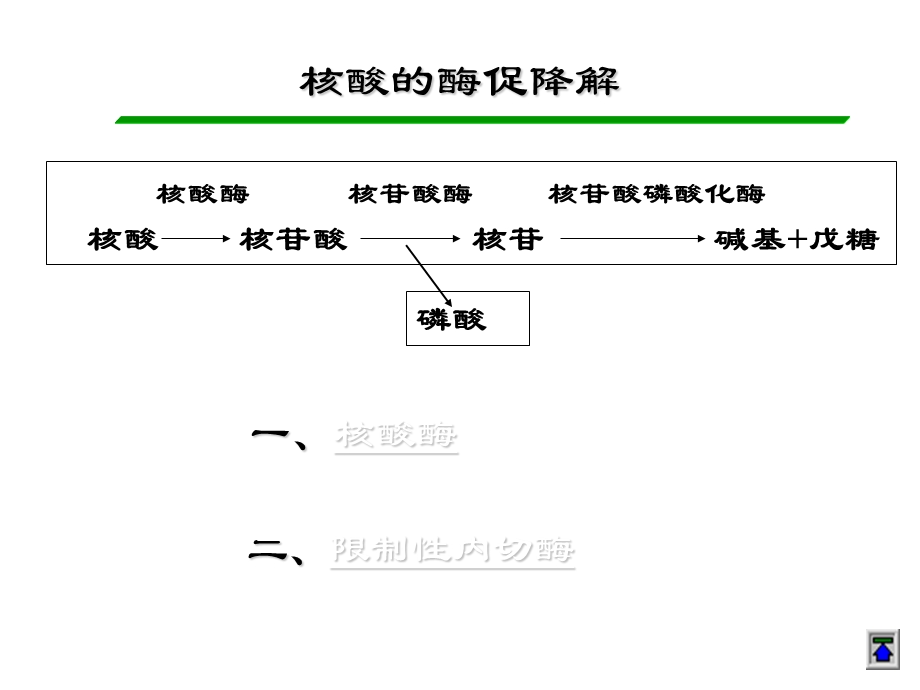 《生物化学》j核酸的酶促降解和核苷酸代谢课件.ppt_第2页