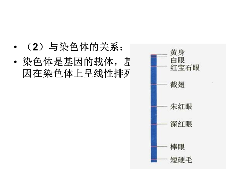 生物《基因指导蛋白质的合成》课件新人教版必修.ppt_第2页