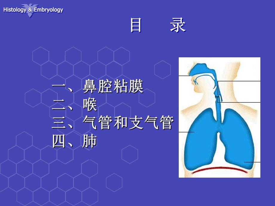 呼吸系统组织结构课件.ppt_第2页