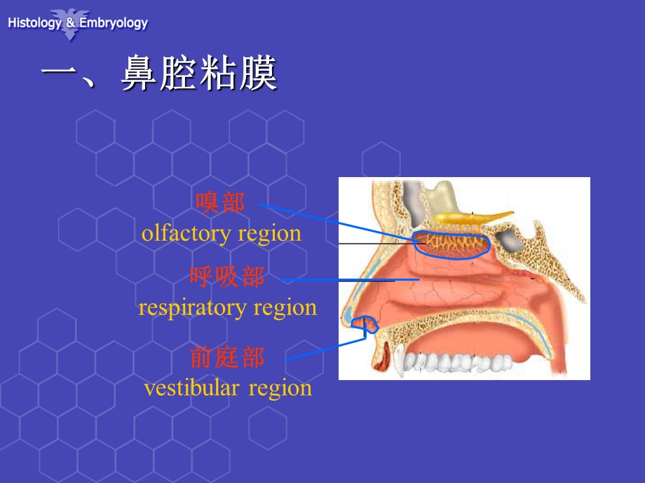 呼吸系统组织结构课件.ppt_第3页