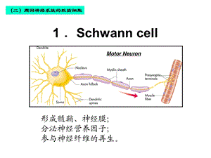 神经组织2大班 2C皮肤课件.ppt