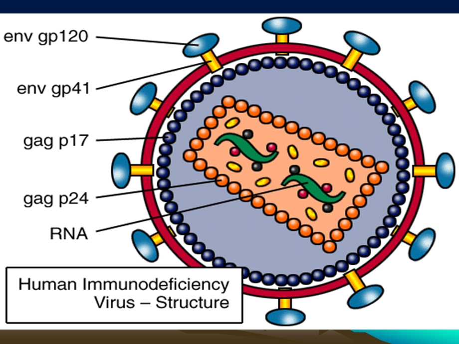 艾滋病全称为获得性免疫缺陷综合征(AIDS)课件.ppt_第3页