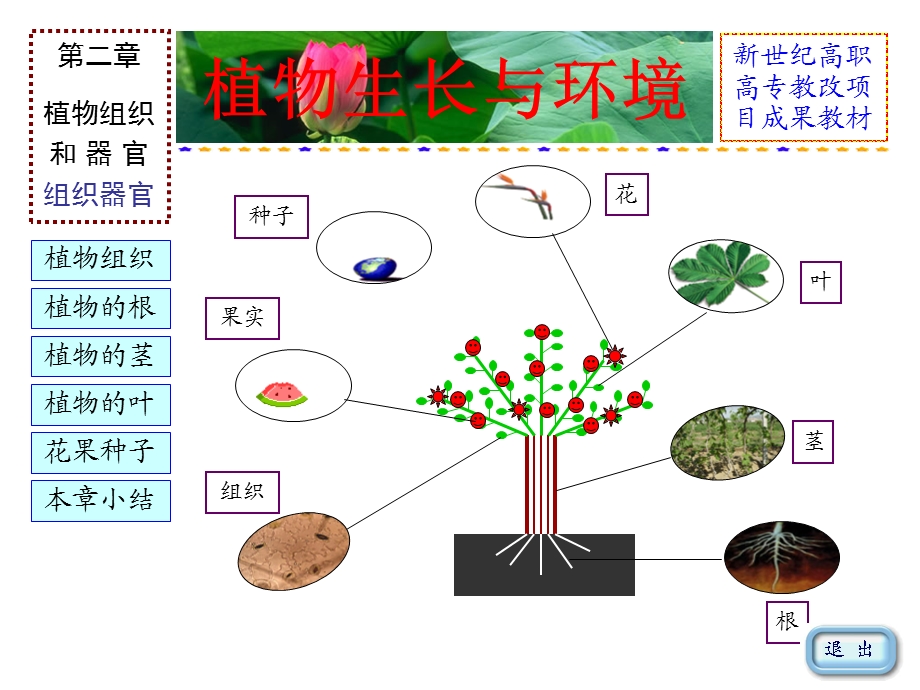 植物组织和器官ppt课件.ppt_第2页