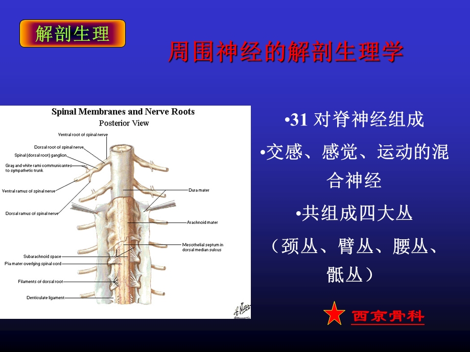 周围神经损伤的诊断与治疗_图文课件.ppt_第2页