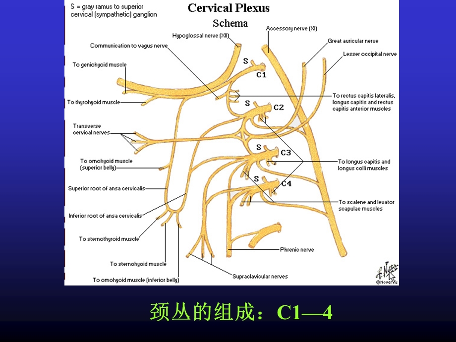 周围神经损伤的诊断与治疗_图文课件.ppt_第3页