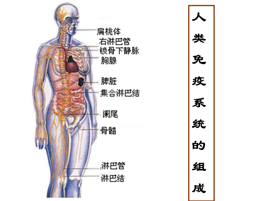 (免疫学教学ppt课件）第二章免疫组织和器官.ppt_第3页