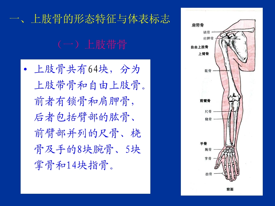 运动系统-上肢的结构与运动 课件.ppt_第2页