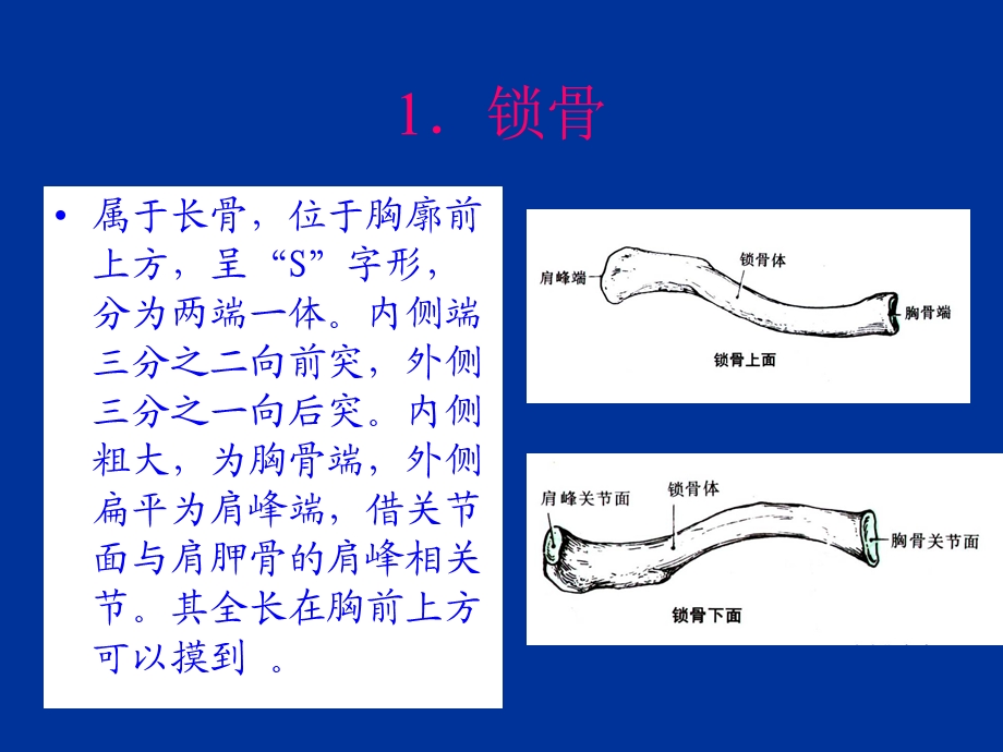 运动系统-上肢的结构与运动 课件.ppt_第3页