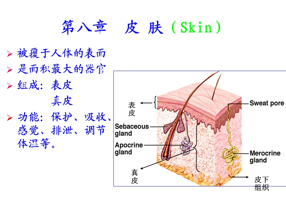 《组织胚胎学》皮肤课件.ppt_第1页