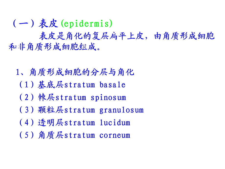 《组织胚胎学》皮肤课件.ppt_第3页