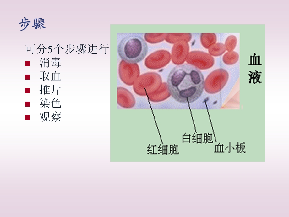 人血涂片的制作课件.ppt_第3页