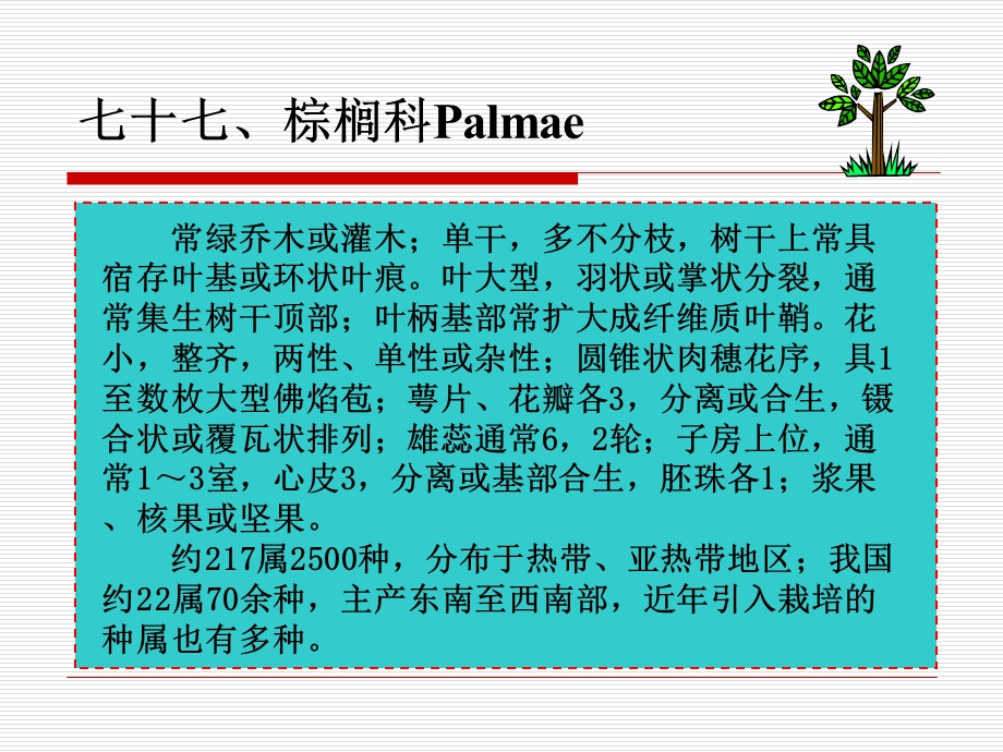 七十七棕榈科Palmae课件.ppt_第1页