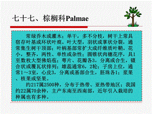 七十七棕榈科Palmae课件.ppt