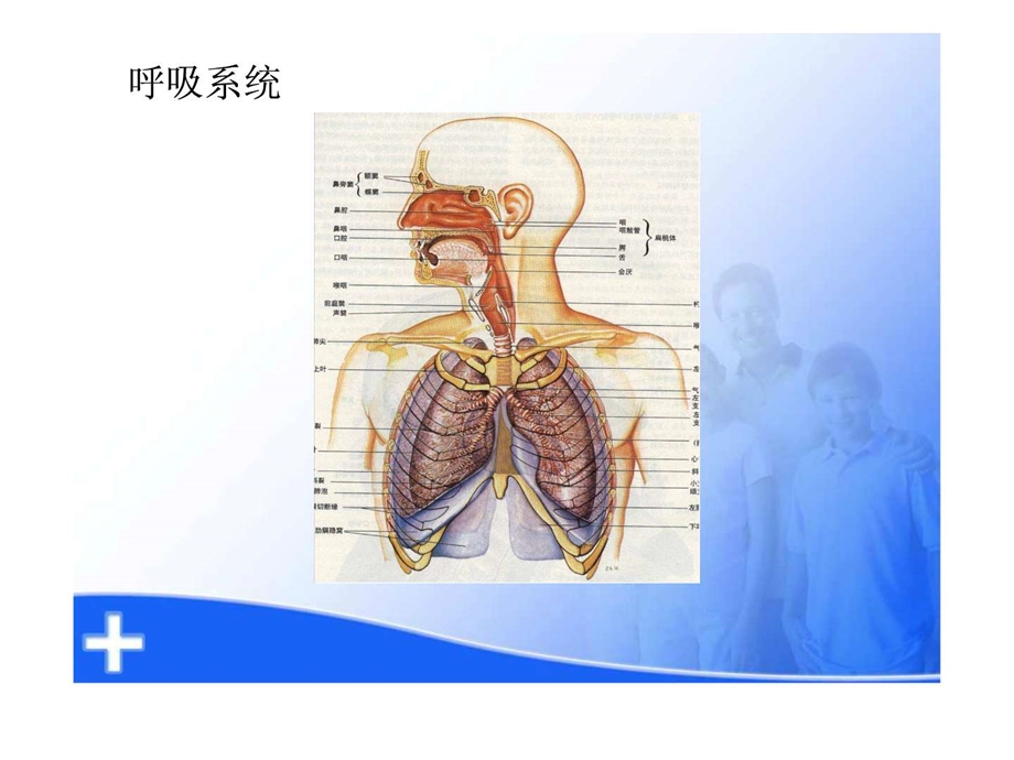 呼吸衰竭的护理课件.ppt_第2页