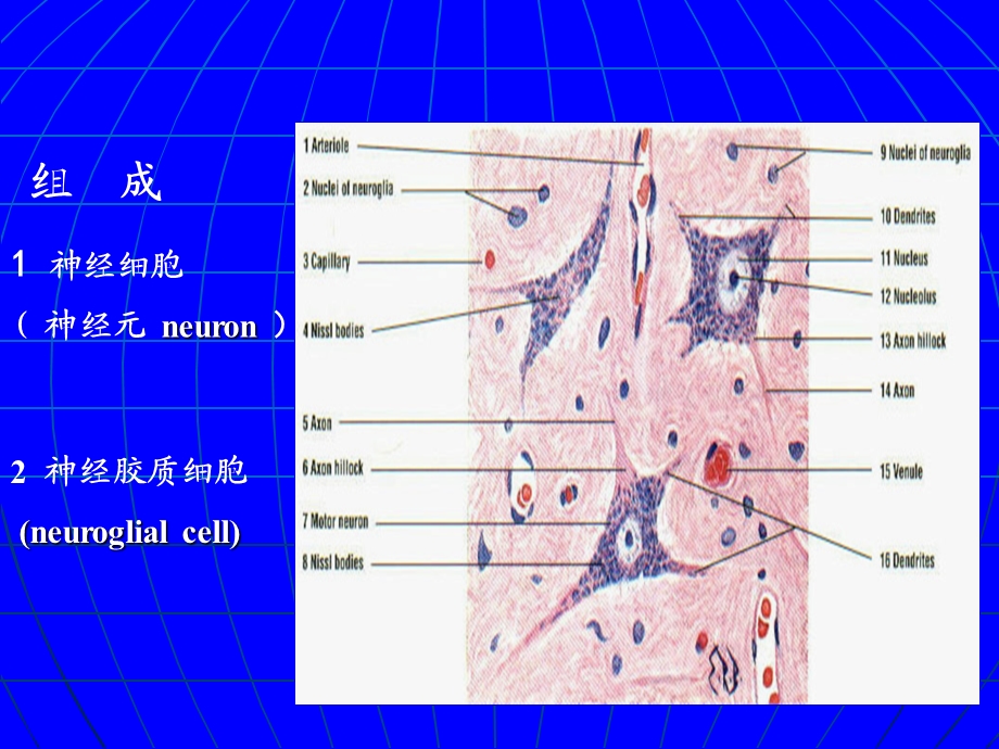 动物组织学与胚胎学第6章 神经组织课件.ppt_第2页