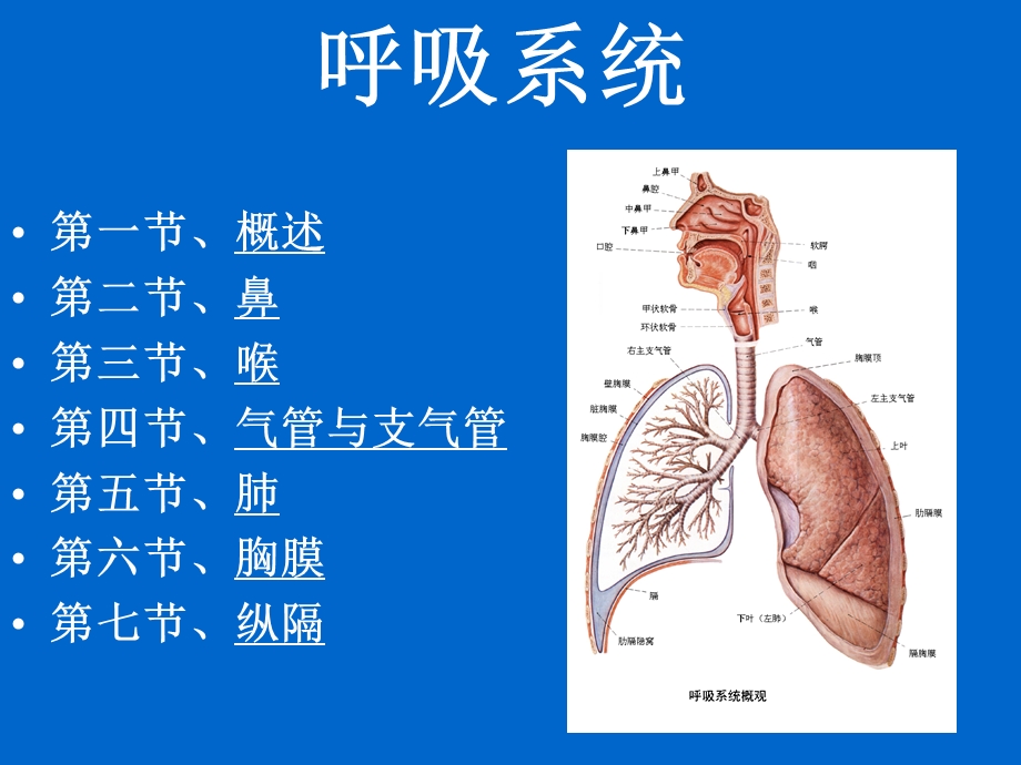 人体解剖学呼吸泌尿生殖2011课件.ppt_第2页