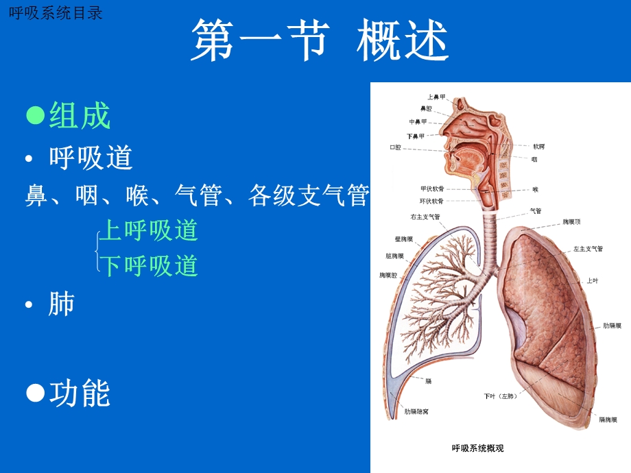 人体解剖学呼吸泌尿生殖2011课件.ppt_第3页