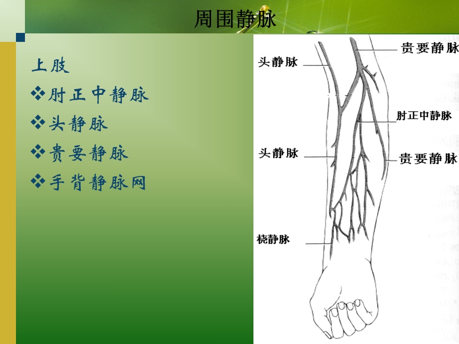 静脉输液课件解析.ppt_第3页