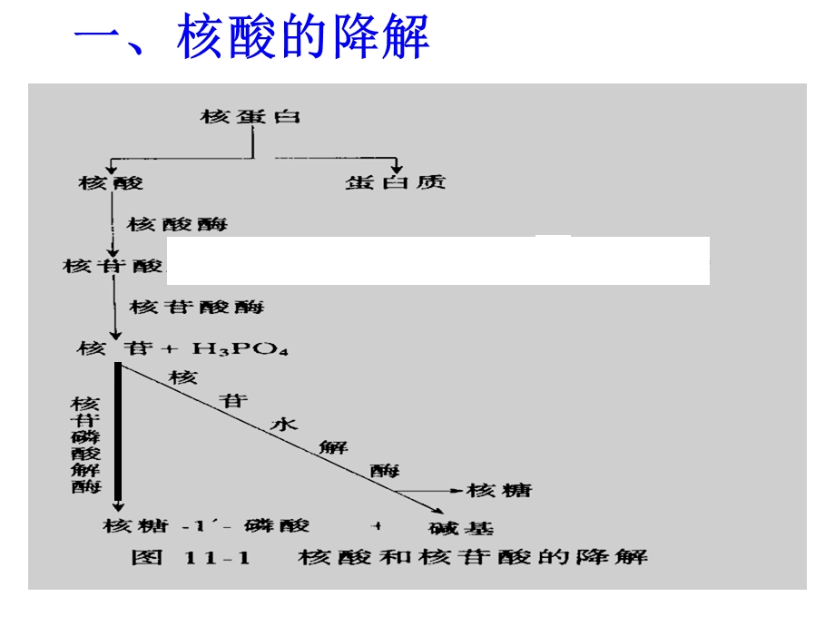 《生物化学》第十章54核酸的降解和核苷酸代谢课件.ppt_第2页