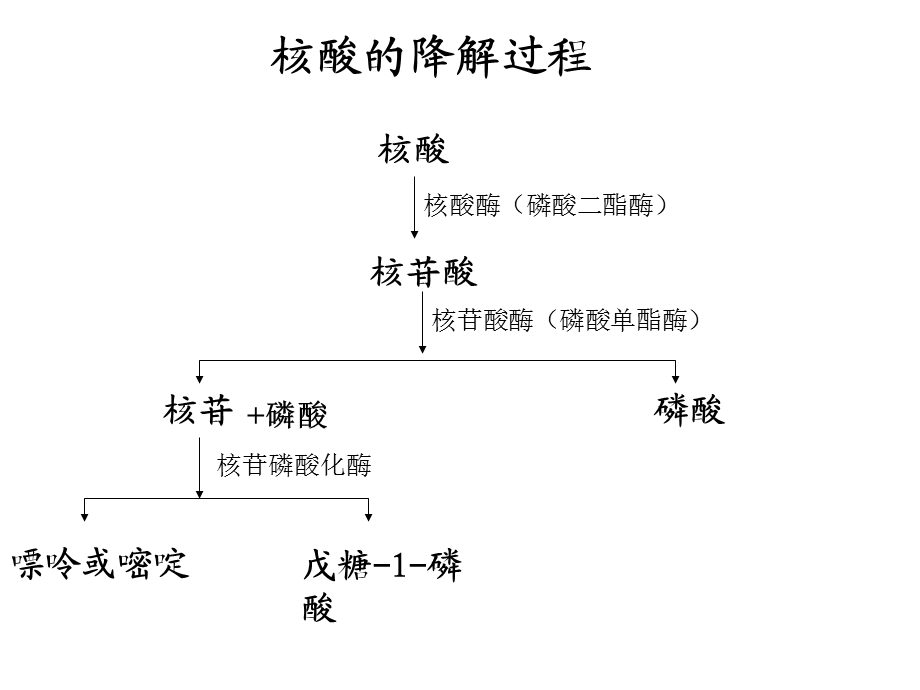 《生物化学》第十章54核酸的降解和核苷酸代谢课件.ppt_第3页