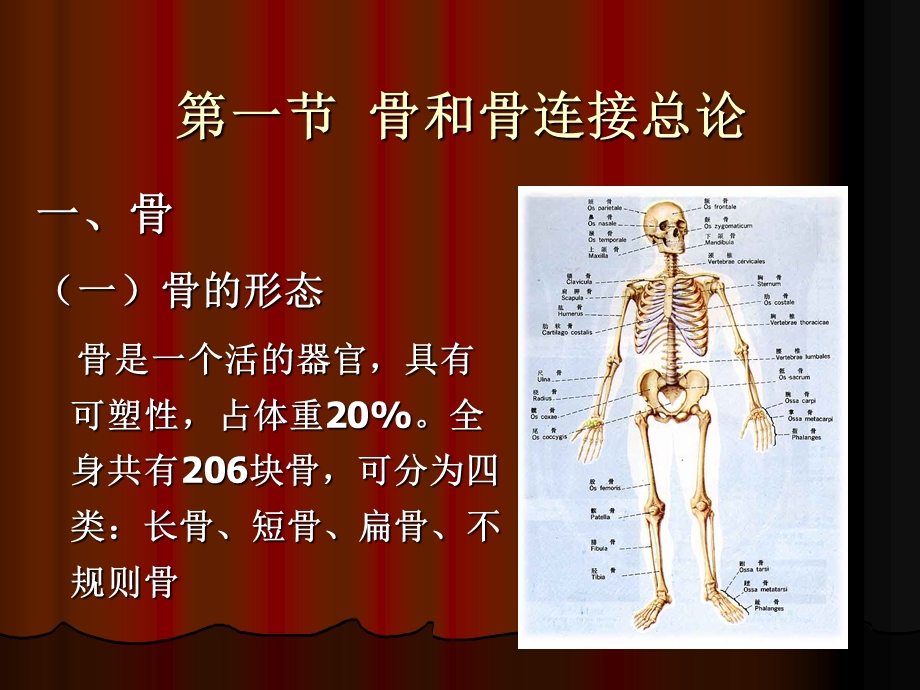 第二章 运动系统 课件.ppt_第3页