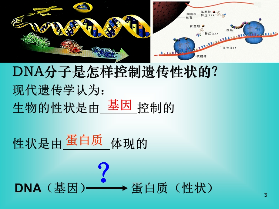 人教版教学素材-高一生物《基因指导蛋白质合成》ppt课件.ppt_第3页