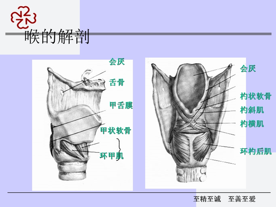 喉部疾病及气管切开ppt课件.ppt_第3页