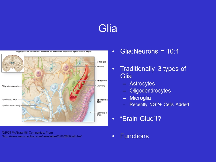 “Astrocytic Modulation of Sleep Homeostasis and Cognitive “睡眠的平衡和认知的星形胶质细胞调制课件.ppt_第2页