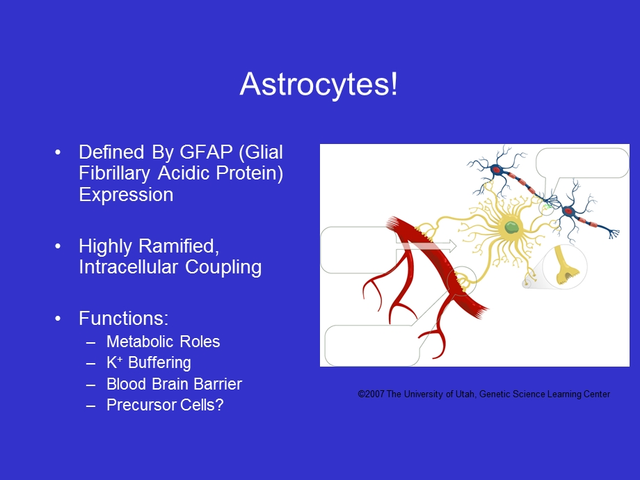 “Astrocytic Modulation of Sleep Homeostasis and Cognitive “睡眠的平衡和认知的星形胶质细胞调制课件.ppt_第3页