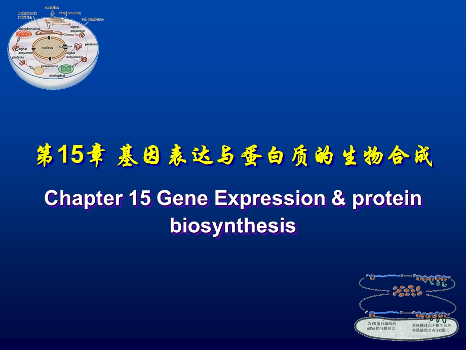 细胞生物学ppt课件基因表达与蛋白质的生物合成.ppt_第1页