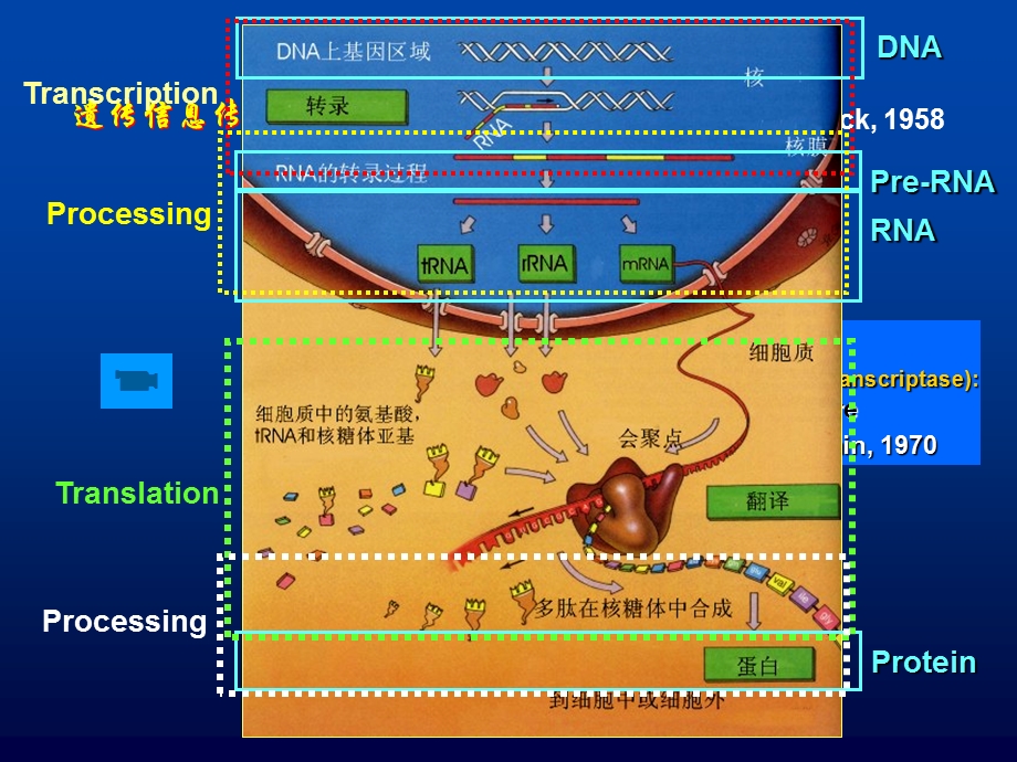 细胞生物学ppt课件基因表达与蛋白质的生物合成.ppt_第2页