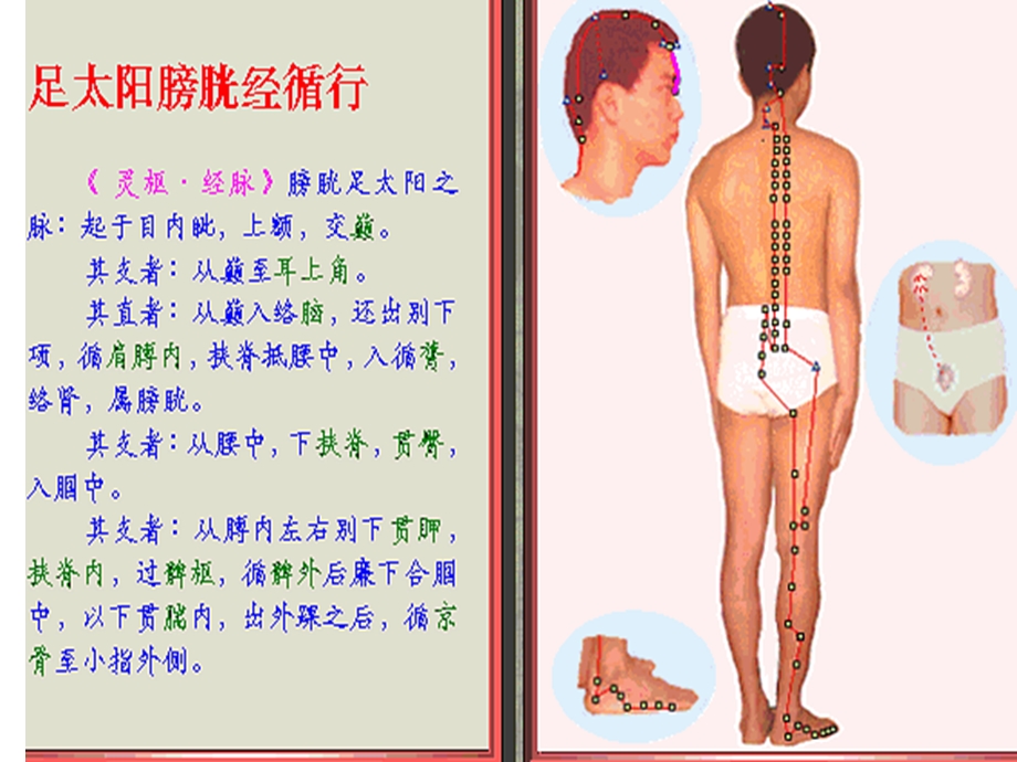 足太阳膀胱经脉循行示图ppt课件.ppt_第1页