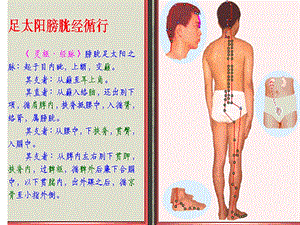 足太阳膀胱经脉循行示图ppt课件.ppt