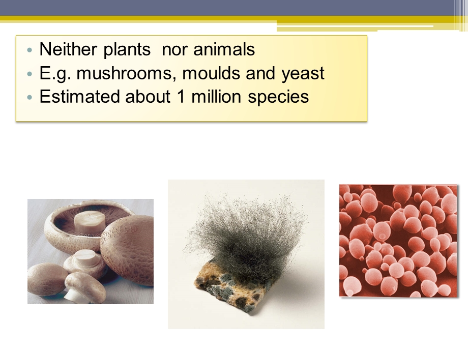 THE-DIFFERENCES-BETWEEN-PLANT-AND-ANIMAL-VIRUSES：植物和动物病毒之间差异课件.ppt_第3页