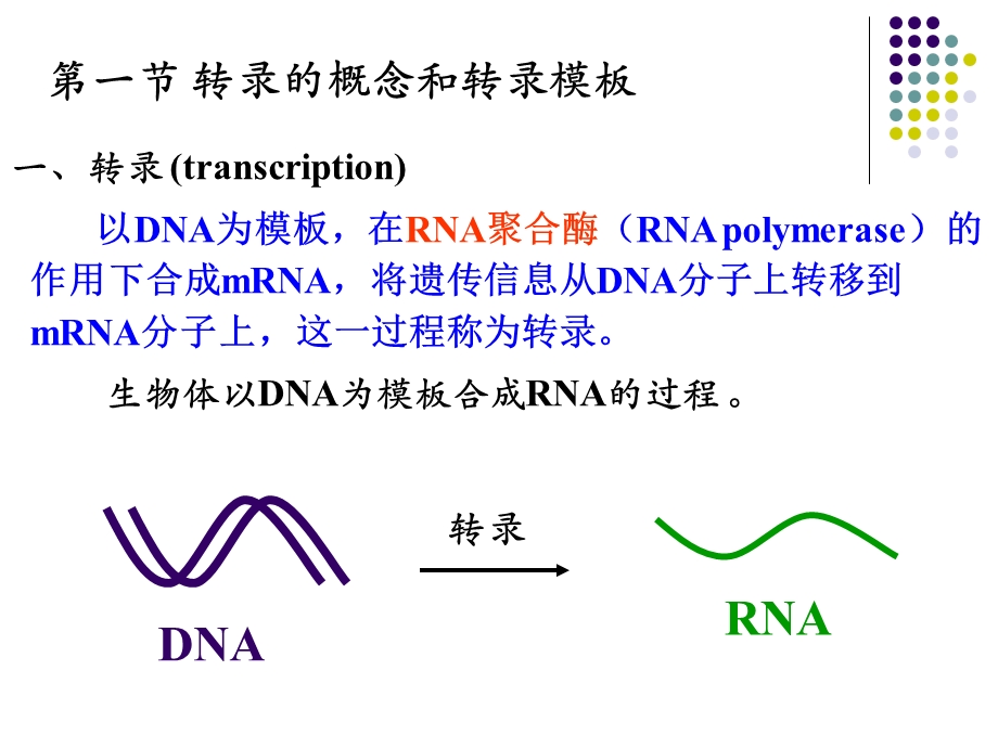 RNA的生物合成(动物生化)模版ppt课件.ppt_第2页