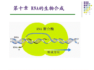 RNA的生物合成(动物生化)模版ppt课件.ppt