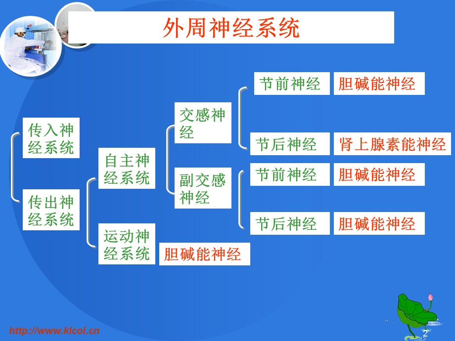 药物化学 31 32拟胆碱药和抗胆碱药课件.ppt_第2页