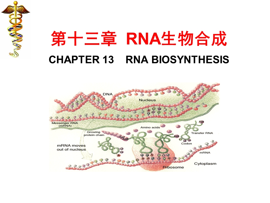 生物化学ppt课件 RNA生物合成.ppt_第1页