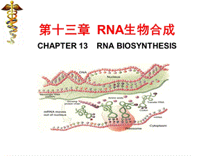 生物化学ppt课件 RNA生物合成.ppt