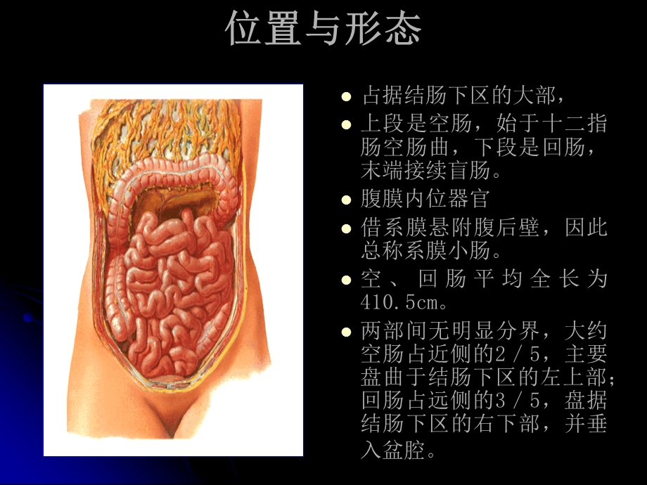 解剖学小肠,结肠 课件.ppt_第2页