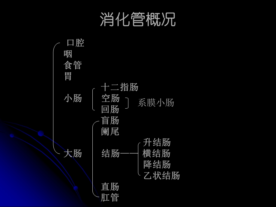 解剖学小肠,结肠 课件.ppt_第3页