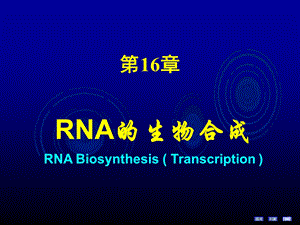 RNA的生物合成课件ppt.ppt