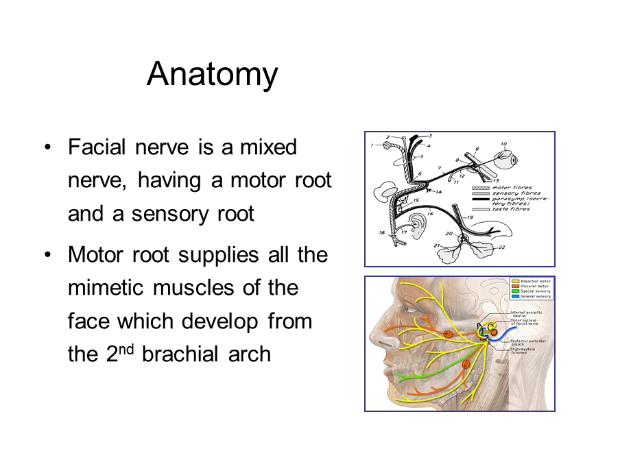 耳鼻咽喉科学英文版ppt课件 facial nerve palsy.ppt_第2页