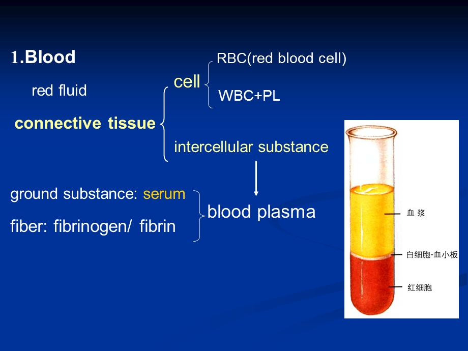 血液 组织胚胎学课件.ppt_第2页