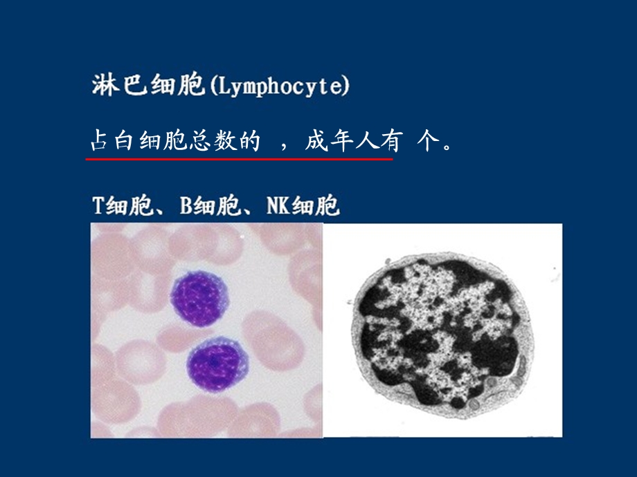 免疫系统(下)免疫细胞课件.ppt_第3页