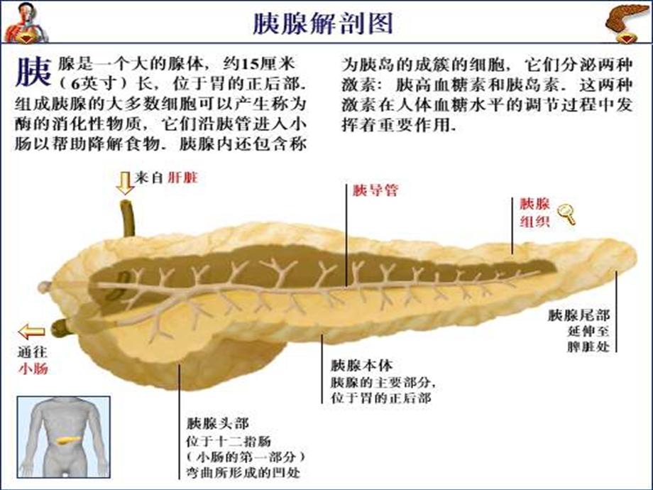 血液灌流在胰腺炎救治中应用课件.ppt_第2页